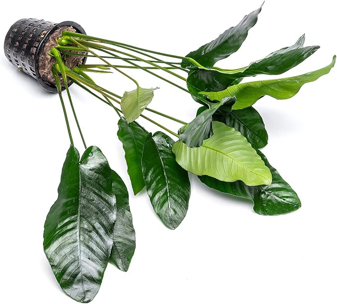 Anubias Live Aquarium Plants - Potted Freshwater Plant for Fish Tanks, Terrariums - Beginner Friendly Low Light (Barteri, Mother Plant)-PawvioPets