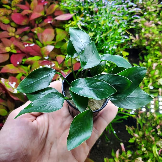 Anubias Live Aquarium Plants - Potted Freshwater Plant for Fish Tanks, Terrariums - Beginner Friendly Low Light (Congensis Mini, 1 Pot)-PawvioPets