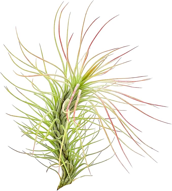 Air Plants - Tillandsia Funckiana, Large 5" - 5ct - Live Arrival Guaranteed - House Plants for Home Decor & Gift-PawvioPets