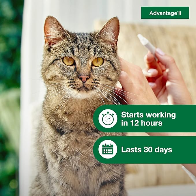 Advantage II Large Cat Vet-Recommended Flea Treatment & Prevention | Cats Over 9 lbs. | 2-Month Supply-PawvioPets