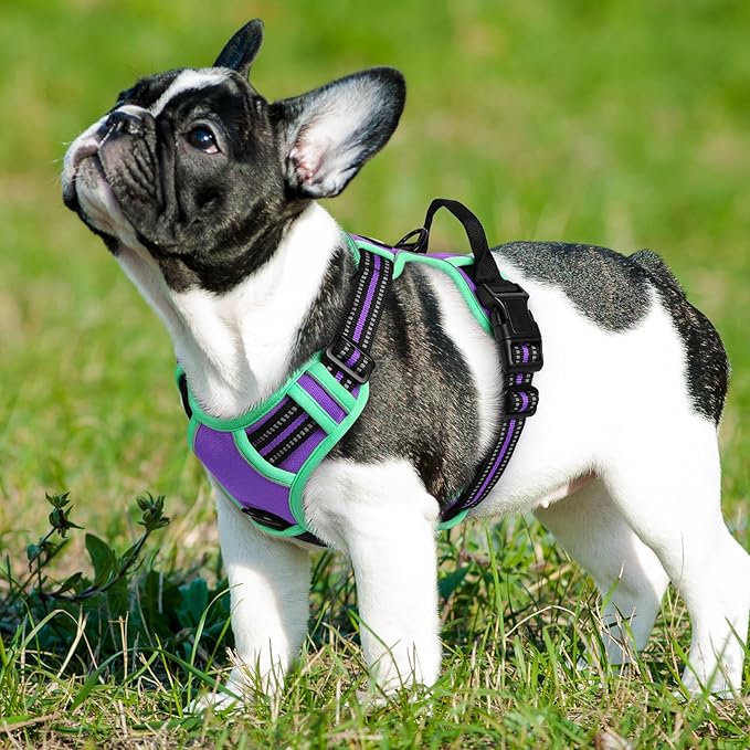 Eagloo Dog Harness Small Sized Dog, No Pull Service Vest with Reflective Strips and Control Handle, Adjustable and Comfortable for Walking, No Choke Pet Harness with 2 Metal Rings, Purple & Green, S-PawvioPets