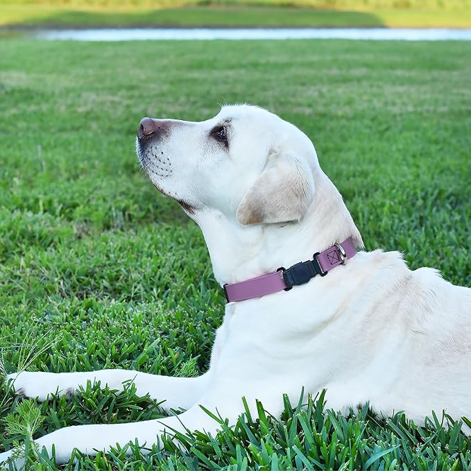 Dogline Biothane Waterproof Dog Collar with Herm Sprenger Stainless Steel Quick Release Buckle – Heavy Duty Tactical Durable Collar for Dogs – Comfortable and Safe Pet Collar W 3/4" L 12-19" Amethyst-PawvioPets