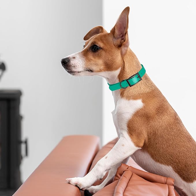 Dogline Biothane Waterproof Dog Collar Strong Coated Nylon Webbing with Black Hardware Odor- Proof for Easy Care Easy to Clean High Performance Fits Small Medium or Large Dogs, Teal-PawvioPets