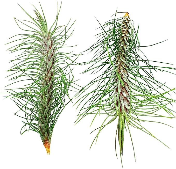 Air Plants - Colombian Tillandsia Funckiana, Large 5" - 2ct - Live Arrival Guaranteed - House Plants for Home Decor & Gift-PawvioPets