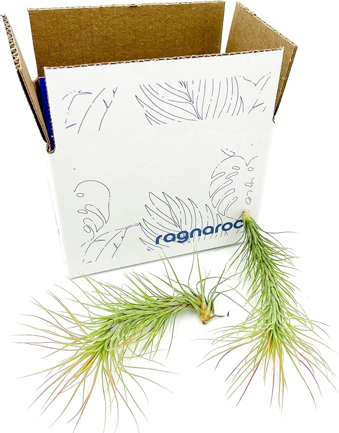 Air Plants - Tillandsia Funckiana, Large 5" - 2ct - Live Arrival Guaranteed - House Plants for Home Decor & Gift-PawvioPets