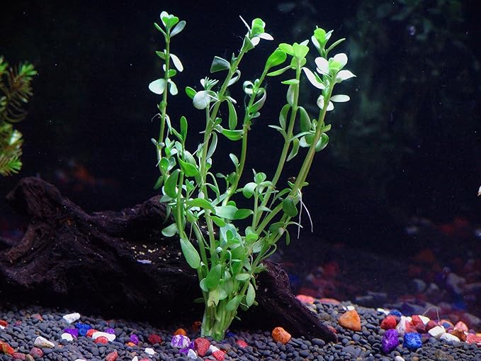 30+ Stems - 8 Species - - Anacharis, Amazon, Rotala, Ludwigia and More!-PawvioPets