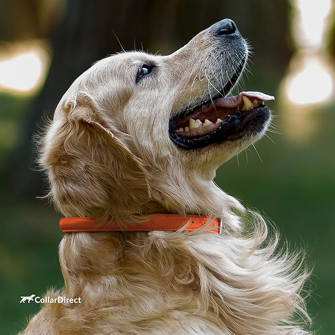 CollarDirect Rolled Leather Dog Collar, Soft Padded Round Puppy Collar, Handmade Genuine Leather Collar Dog Small Large Cat Collars 13 Colors (18-22 Inch, Orange Textured)-PawvioPets