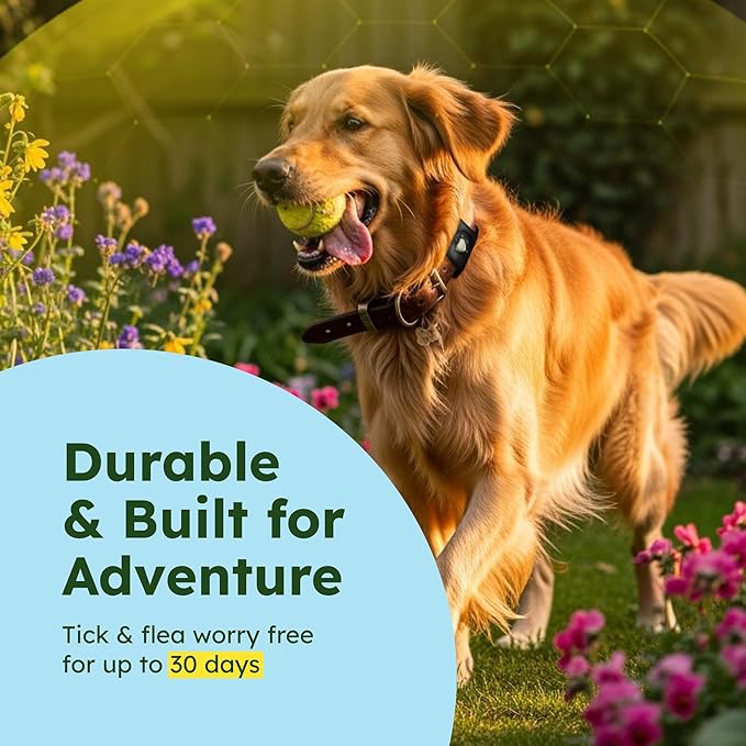 BugMD Paw Guardian Flea & Tick Pendant (3-Pack) with AirTag Holder – Plant-Based Flea & Tick Prevention for Dogs – Pet Collar Tag & GPS Tracker Holder for Dogs – Black-PawvioPets