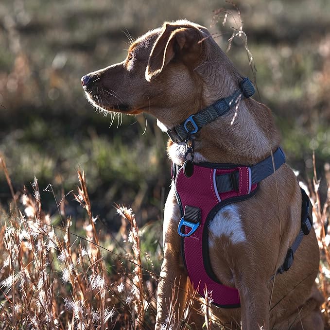 Embark Adventure Dog Harness, Reflective Trim XL Dog Harness for Extra Large Dogs No Pull - Military Grade Nylon, 2 Leash Clips & Gel Lined Handle.-PawvioPets