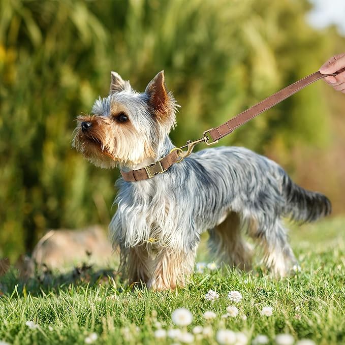 Didog Soft PU Leather Dog Collar, Stylish Quick Released Dog Collars for Small Dogs, Easy Clean Adjustable Pet Collar for Daily Walking, Brown, S Fit 10-16" Neck-PawvioPets