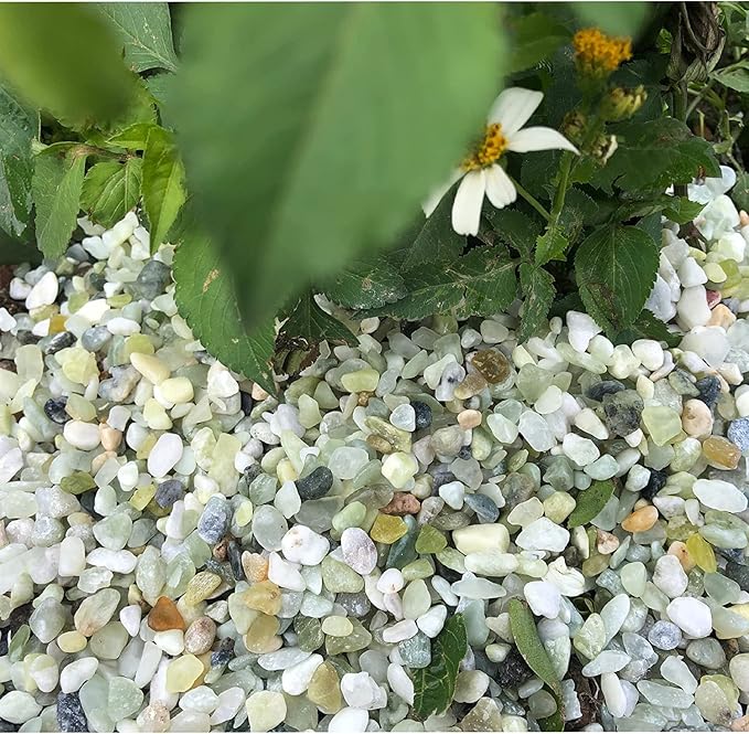 7lb Jade Bean Pebbles,1/4 Inch Cactus Bonsai DIY Rocks, Natural Succulent Rock and River Rocks Decorative for Aquariums, Vases, Terrarium, Outdoor Gardening, Top Dressing for Potted Plants-PawvioPets