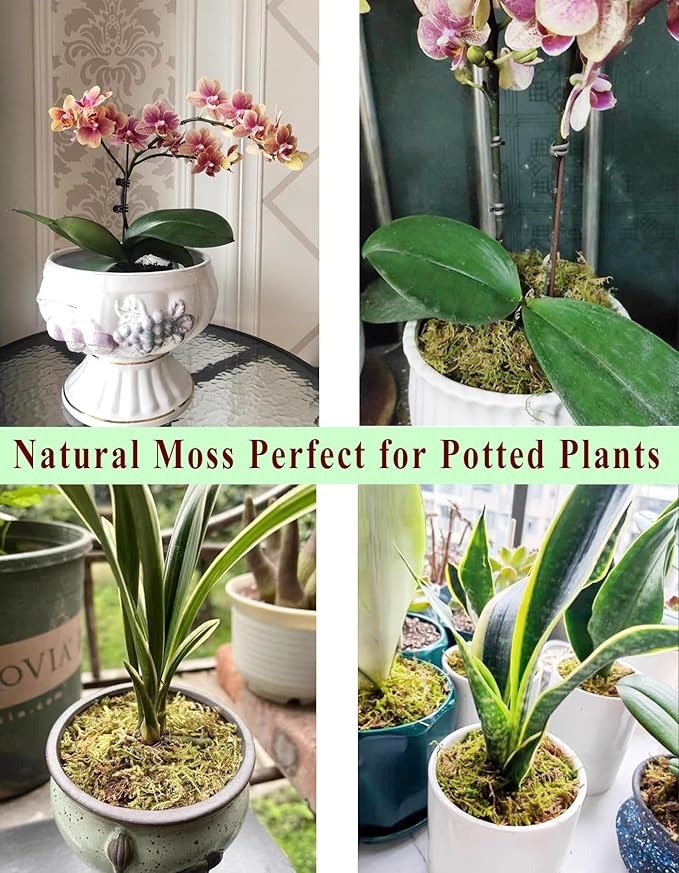 5L Forest Moss for Hamster Syrian Gerbils Bedding, Natural Moss Perfect for Potted Plants, Terrariums, Reptile Tanks and Live Creature Projects-PawvioPets