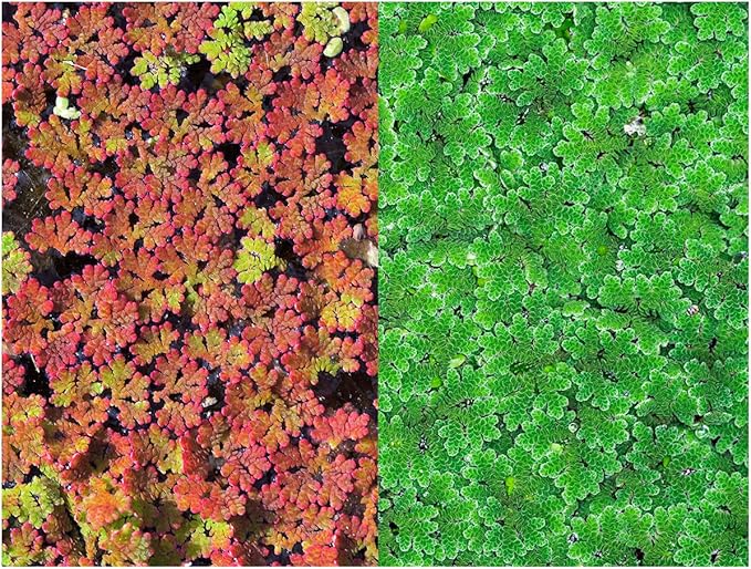 Azolla caroliniana 20 + Plants Live Floating Pond Plant Mosquito Fern Water Velvet Fairy Moss Aquarium Outdoor Ponds Fast Growth Outcompetes Algae Fish Food filiculoides-PawvioPets