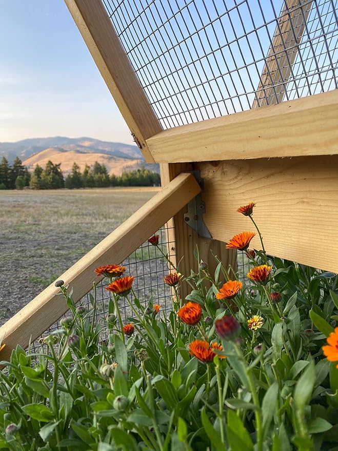 Aromatics International Calendula Hydrosol 100ml | Gentle Aromatic Mist for Daily Use-PawvioPets