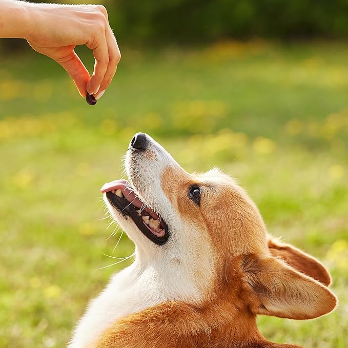 1TDC WorksSoWell Dual Action Joint Supplement for Dogs & Cats - Hip and Joint Supplement for Large Breed & Small Breed - Also Great for Oral Health - Muscle & Stamina Recovery & Arthritis - 60ct-PawvioPets