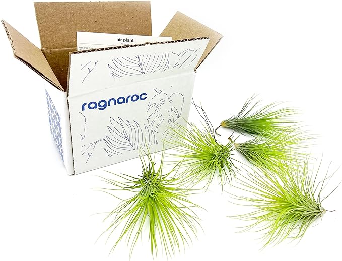 Air Plants - Tillandsia Andreana, Large 4-6" - 5ct - Live Arrival Gauranteed - House Plants for Home Decor & Gift-PawvioPets