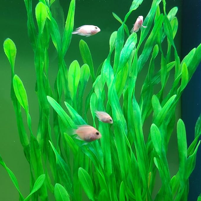 25.98 Inch Tall Aquarium Plants – Large Lifelike Artificial Fish Tank Decorations, 2 Pcs Fish Tank Plants Plastic，Durable & Safe for Freshwater/Saltwater Aquariums (Green (Style B))-PawvioPets