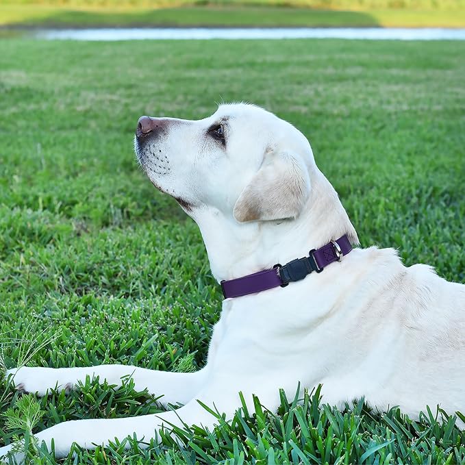 Dogline Biothane Waterproof Dog Collar with Herm Sprenger Stainless Steel Quick Release Buckle – Heavy Duty Tactical Durable Collar for Dogs – Comfortable and Safe Pet Collar, W 3/4" L 12-19", Purple-PawvioPets