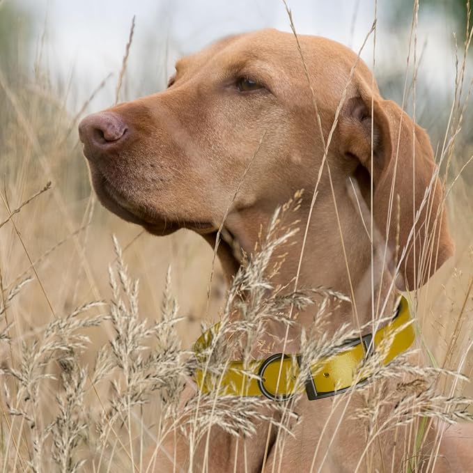 Dogline Biothane Waterproof Dog Collar Strong Coated Nylon Webbing with Black Hardware Odor- Proof for Easy Care Easy to Clean High Performance Fits Small Medium or Large Dogs, Treasure Gold-PawvioPets