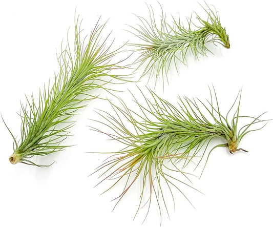 Air Plants - Tillandsia Funckiana, Large 5" - 3ct - Live Arrival Guaranteed - House Plants for Home Decor & Gift-PawvioPets