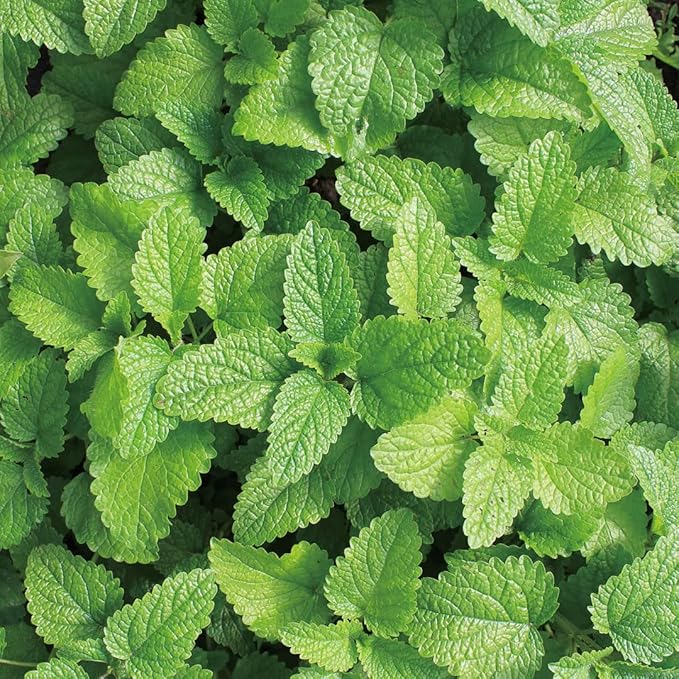 Aromatics International Lemon Balm Hydrosol 100ml | Fresh Aromatic Spray for Daily Use-PawvioPets