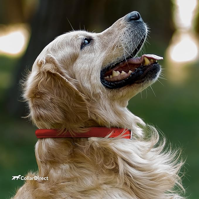CollarDirect Rolled Leather Dog Collar, Soft Padded Round Puppy Collar, Handmade Genuine Leather Collar Dog Small Large Cat Collars 13 Colors (13-16 Inch, Red Textured)-PawvioPets