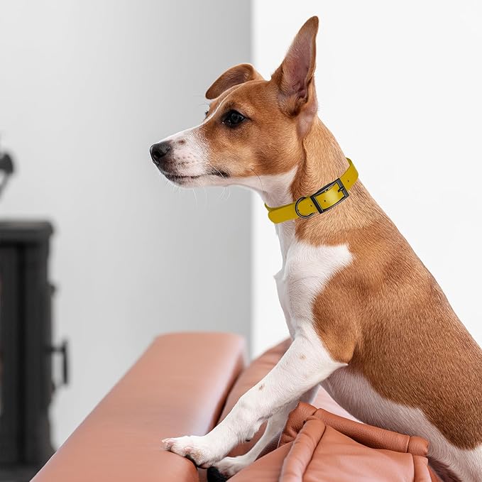 Dogline Biothane Waterproof Dog Collar Strong Coated Nylon Webbing with Black Hardware Odor- Proof for Easy Care Easy to Clean High Performance Fits Small Medium or Large Dogs, Treasure Gold-PawvioPets