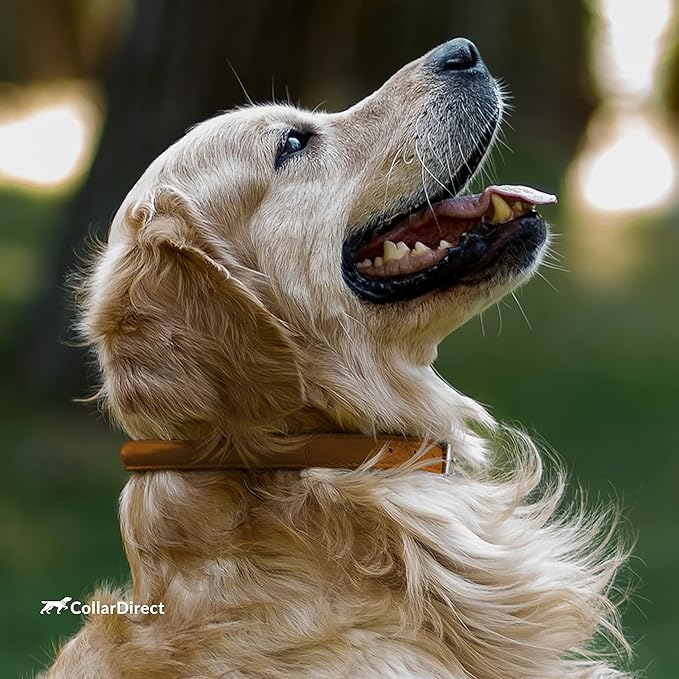 CollarDirect Rolled Leather Dog Collar, Soft Padded Round Puppy Collar, Handmade Genuine Leather Collar Dog Small Large Cat Collars 13 Colors (13-16 Inch, Cinnamon Textured)-PawvioPets