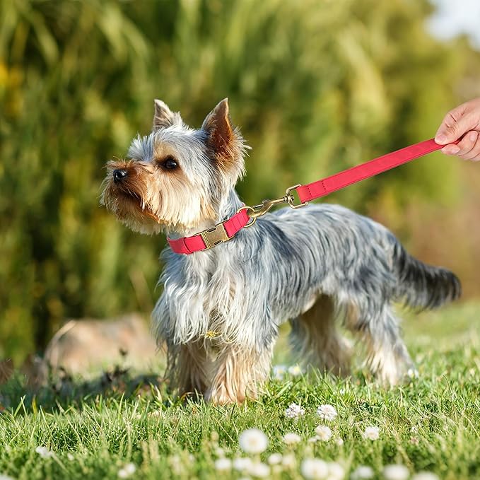 Didog Soft PU Leather Dog Collar, Stylish Quick Released Dog Collars for Small Dogs, Easy Clean Adjustable Pet Collar for Daily Walking, Red, S Fit 10-16" Neck-PawvioPets