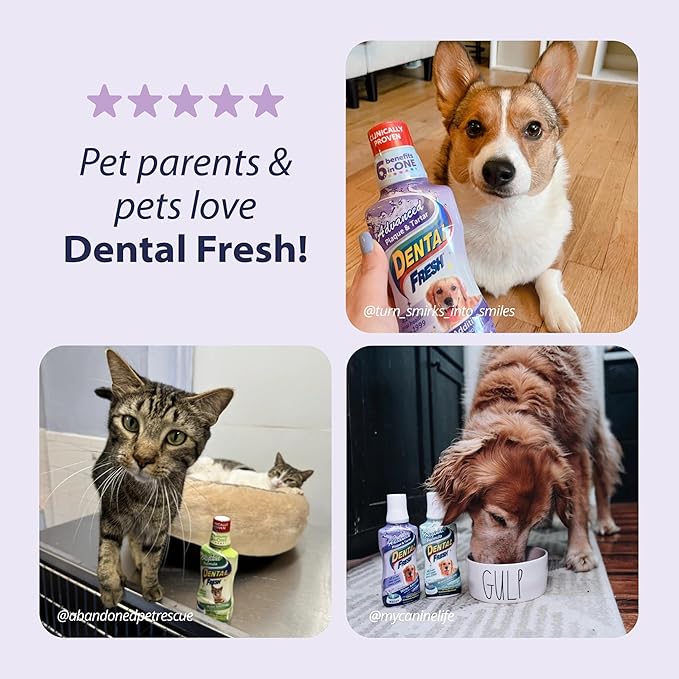 Dental Fresh Advanced Plaque and Tartar Water Additive, 17oz – Dog Teeth Cleaning Formula to Freshen Breath and Improve Cat & Dog Dental Care-PawvioPets