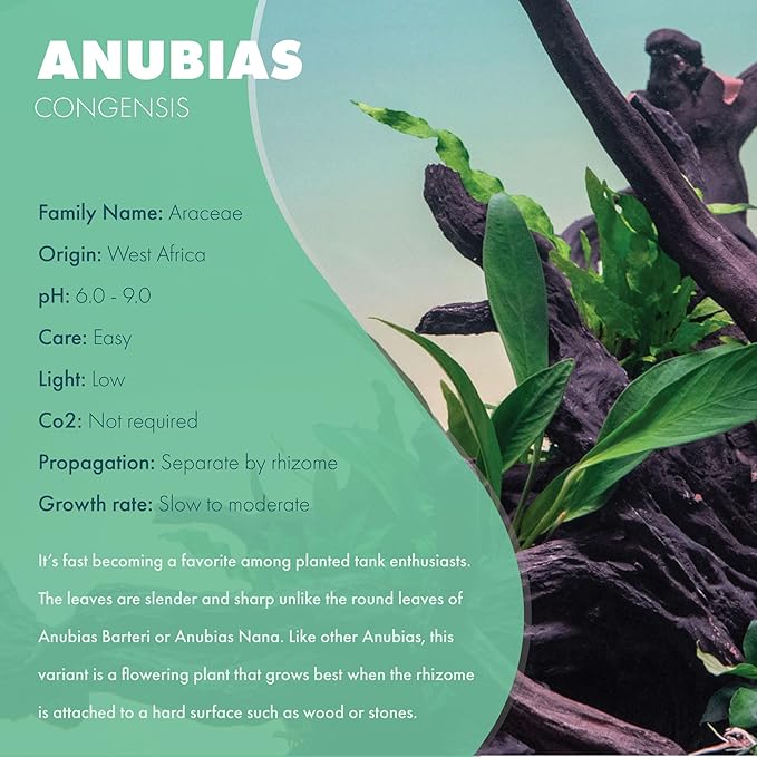Anubias Live Aquarium Plants - Potted Freshwater Plant for Fish Tanks, Terrariums - Beginner Friendly Low Light (Congensis, 1 Pot)-PawvioPets
