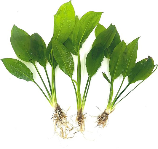 3 Aquatic Plants Bundle | Live Plants for Freshwater Aquariums (3 X Amazon Sword Plants)-PawvioPets