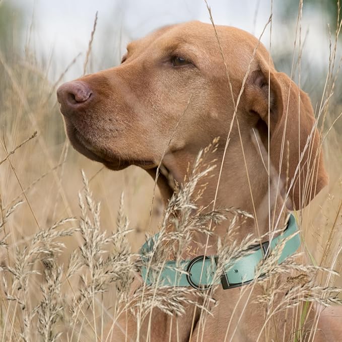 Dogline Biothane Waterproof Dog Collar Strong Coated Nylon Webbing with Black Hardware Odor- Proof for Easy Care Easy to Clean High Performance Fits Small Medium or Large Dogs, Sage Green-PawvioPets