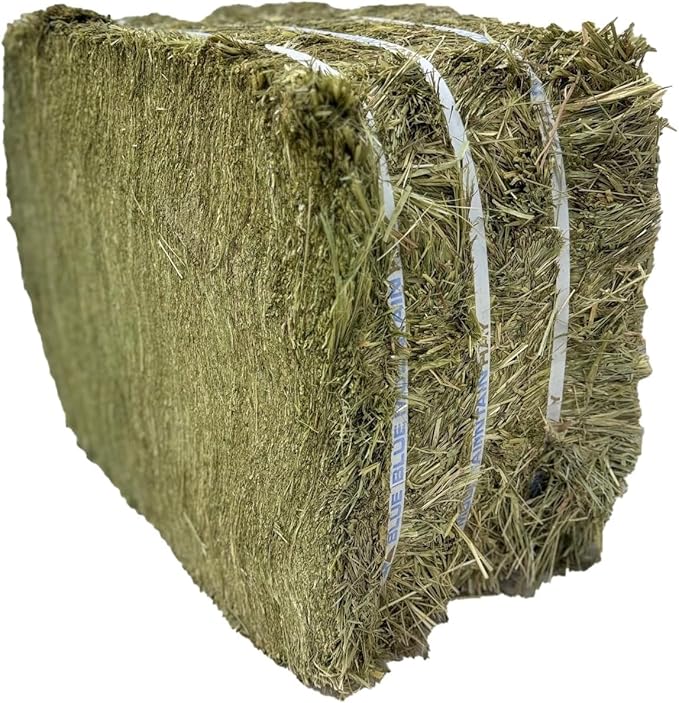 Blue Mountain Hay High-Altitude Teff Grass Hay, 50lb Easy Flake Box - Low NSC & High Fiber for Easy Digestion and Weight Management - Ideal for Horses, Goats, Rabbits, Guinea Pigs & Other Small Pets-PawvioPets
