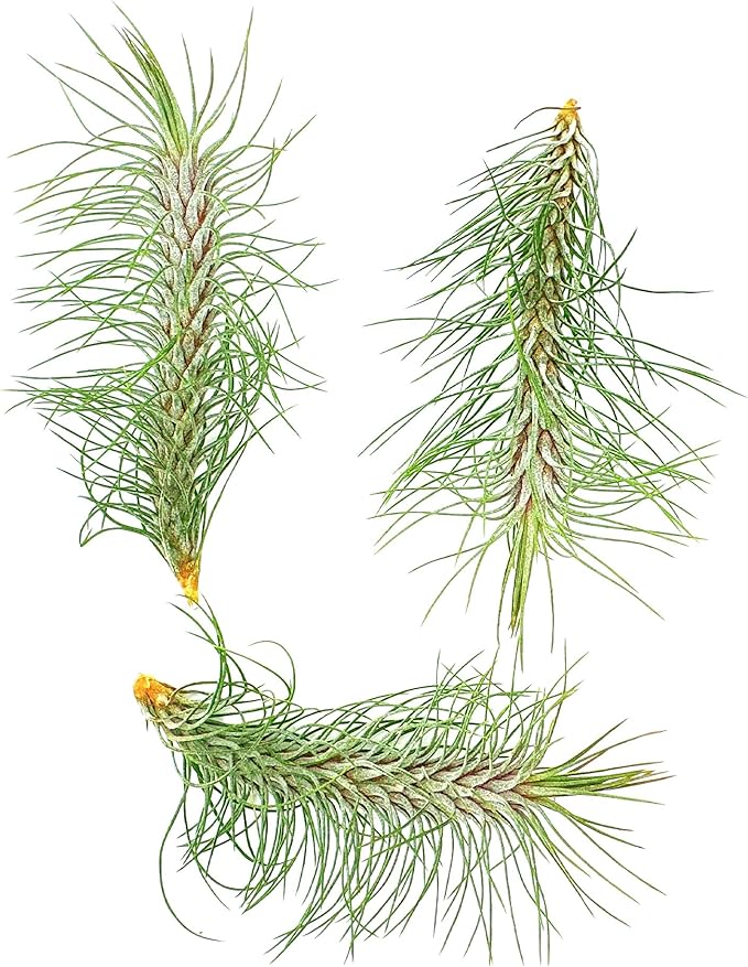 Air Plants - Colombian Tillandsia Funckiana, Large 5" - 3ct - Live Arrival Guaranteed - House Plants for Home Decor & Gift-PawvioPets