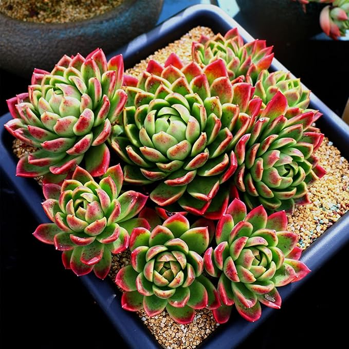 18lb Cactus Pea Gravel Rocks,1/5 Inch Pebbles for Indoor Plants, Natural Succulent Rock and River Rocks Decorative for Aquariums, Vases, Terrarium, Outdoor Gardening, Top Dressing for Potted Plants-PawvioPets