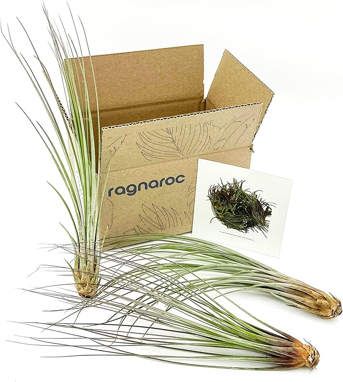 Air Plants - Tillandsia Juncea, Jumbo 8-12" - 3ct - Live Arrival Guaranteed - House Plants for Home Decor & Gift-PawvioPets