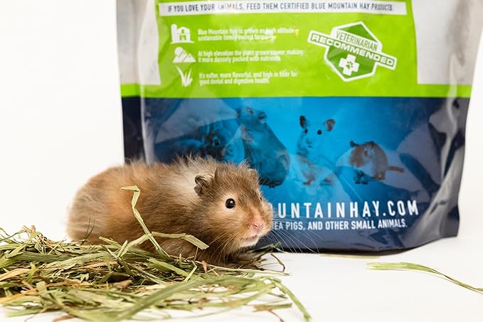 Blue Mountain Hay | Fresh Timothy Hay (40 Ounce) | Great for All Ages | High-Altitude Hay Pet Food for Rabbits, Guinea Pigs, Chinchillas, Hamsters, and Other Small Pets-PawvioPets