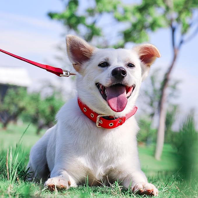 Didog Soft Padded Dog Collars for Small Dogs, Lightweight and Breathable Dog Collar with Metal Buckle, Red, M-PawvioPets