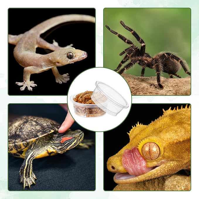 EBOOT 500 Pcs Gecko Food and Water Cups Small Plastic Feeder Cups Reptiles Accessories Reptile Water Bowl Gecko Food Cups Reptile Feeding Bowls for Gecko Lizards Tarantula and Other Small Pets (0.5oz)-PawvioPets