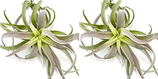 Air Plants - Tillandsia Cacticola, Jumbo 6-9" - 2ct - Live Arrival Guaranteed - House Plants for Home Decor & Gift-PawvioPets