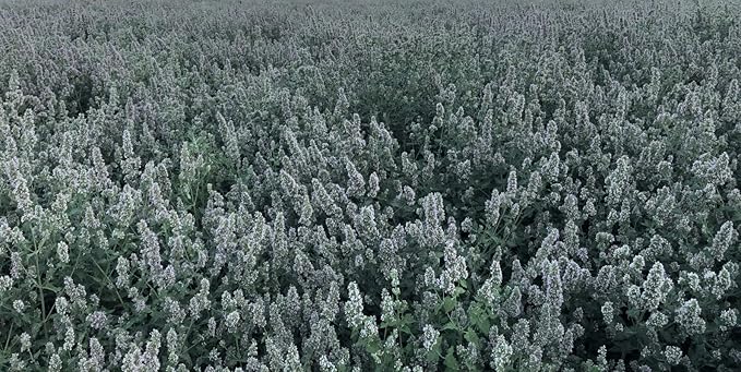 from The Field | Fine Ground Stalkless Catnip | Premium USA-Grown Catnip for Toys & Playtime | Fresh, Potent, Non-Toxic, Eco-Friendly | Safe for Kittens & Cats | Resealable 2 Oz Tub-PawvioPets