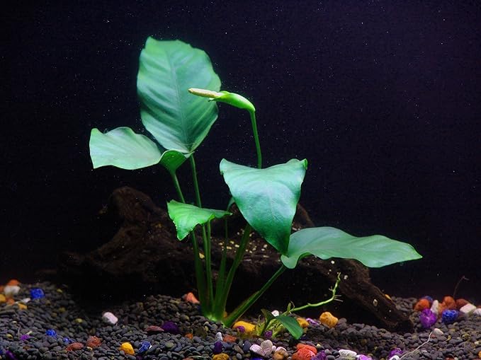 30+ Stems - 8 Species - - Anacharis, Amazon, Rotala, Ludwigia and More!-PawvioPets
