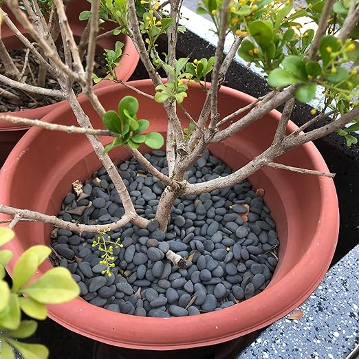 2.4LB River Rocks Mexican Beach Pebbles for Garden Landscape Stone Paving Stone Grey (1Inch)-PawvioPets