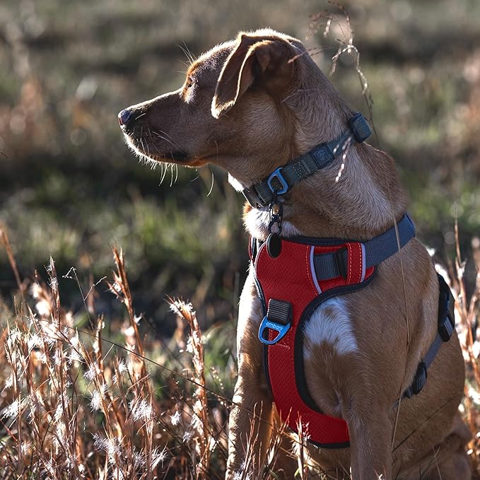 Embark Adventure Dog Harness, Reflective Trim No Pull Dog Harnesses for Small Sized Dogs - Military Grade Nylon, Front Clip with Gel Lined Handle.-PawvioPets