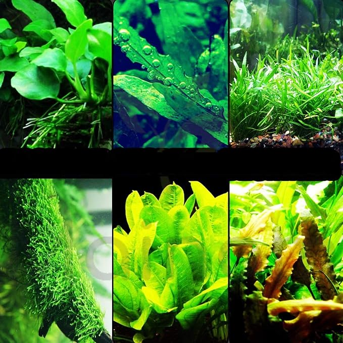 30+ Stems Package Starter Beginner Set Live Aquarium Plants Java Moss, Micro Sword, Rosette Amazon Sword, Anubias, Java Fern and More by Mainam-PawvioPets