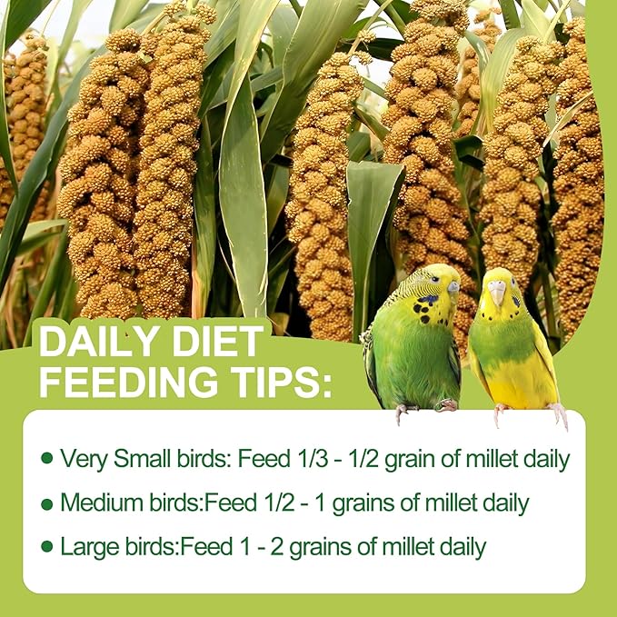 2LB Spray Millet Bird Treat for Parakeets, Natural Sun-Dried Birds Millet Spray for Parrots, Finches, Cockatiel, Budgie & Hamster, Bird Food Bulk-PawvioPets
