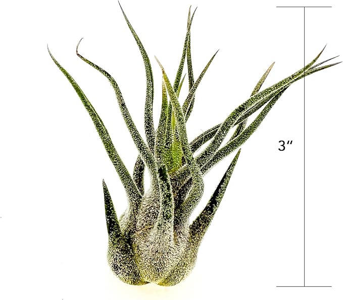 Air Plants - Tillandsia Pruinosa, Large 3-5" - 2ct - Live Arrival Guaranteed - House Plants for Home Decor & Gift-PawvioPets