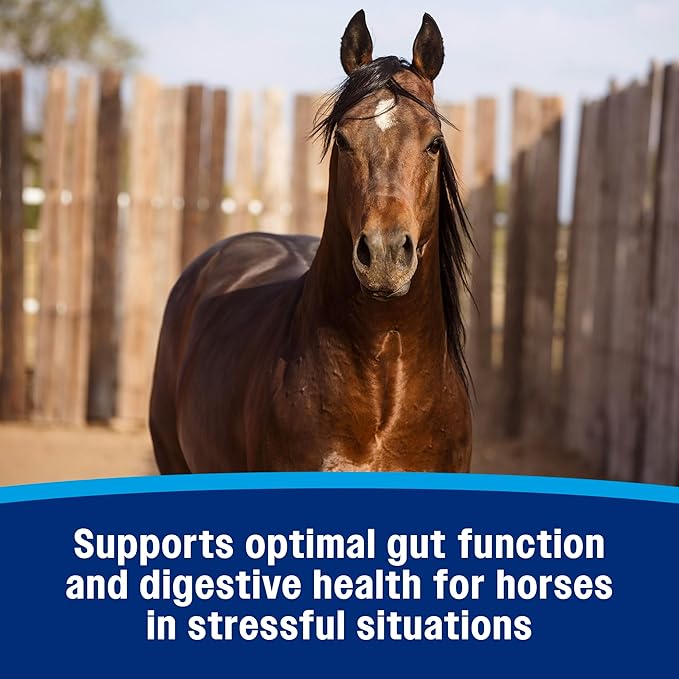 Farnam Gastric Health Pellets, Daily Gut and Digestive Health Supplement for Horses Helps Maintain a Healthy Gastrointestinal Tract and Gut Function-PawvioPets