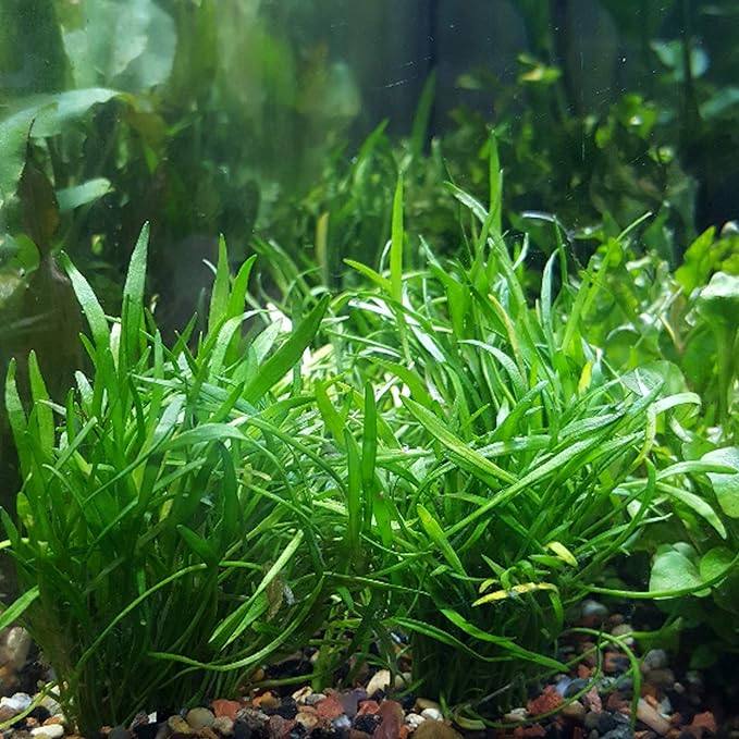 30+ Stems Package Starter Beginner Set Live Aquarium Plants Java Moss, Micro Sword, Rosette Amazon Sword, Anubias, Java Fern and More by Mainam-PawvioPets